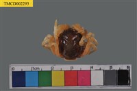 藏品(短指和尚蟹)的圖片